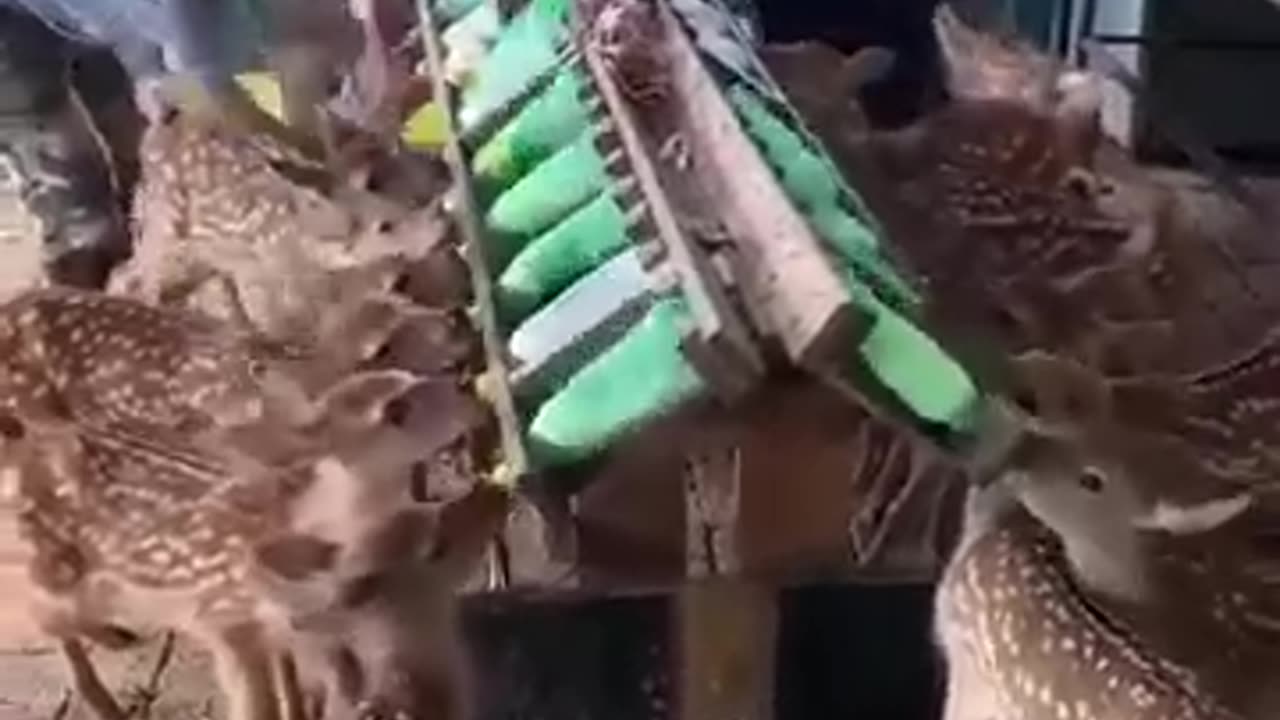 Young deers sucking milk faster than the speed of light