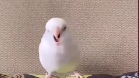 Funny animals vedio