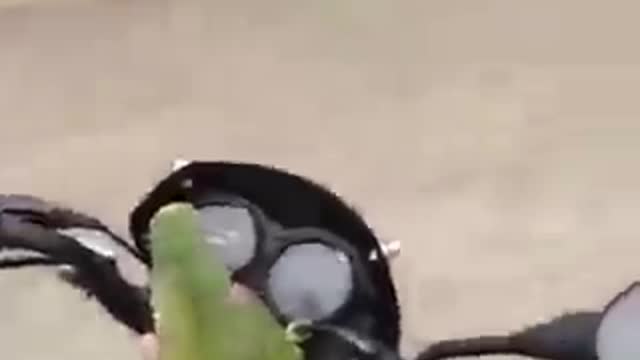 parrot riding motorcycle