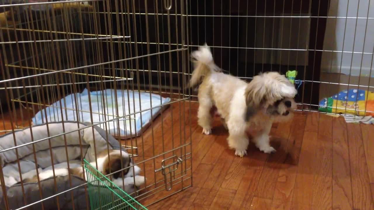 Cómo Shih Tzu mamá le enseña a sus 7 semanas de edad