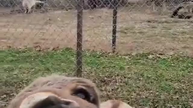 This expression is funny