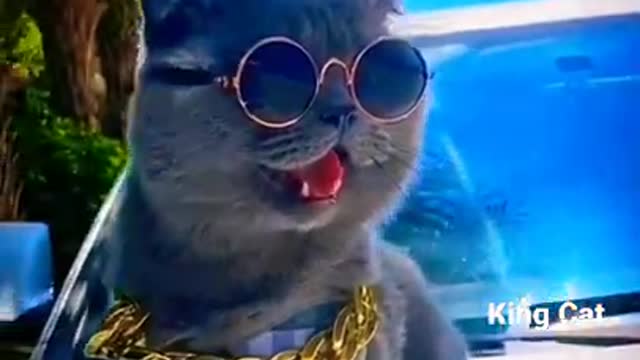 The Ultimate Viral Cat Video