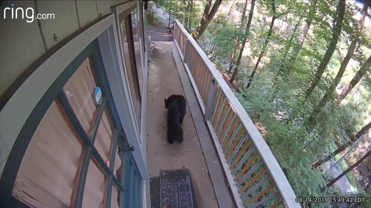 Mother bear with baby bears stroll through backyard