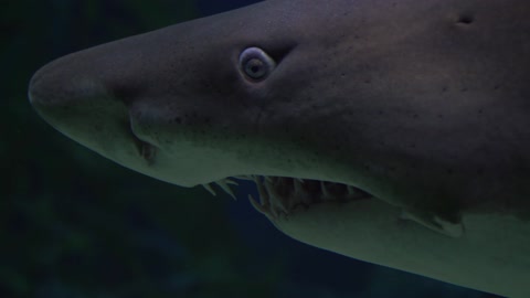 The Underwater Shark Has Terrifying Teeth