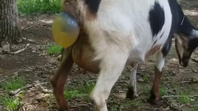 Awesome Moment as Mother Goat 🐐 Gives Birth Kid