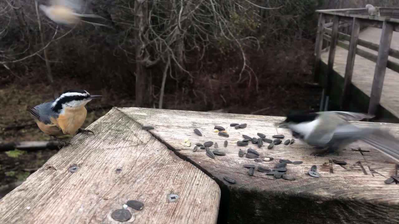 Winter Feeding Black oil sunflower seeds to Chickadees