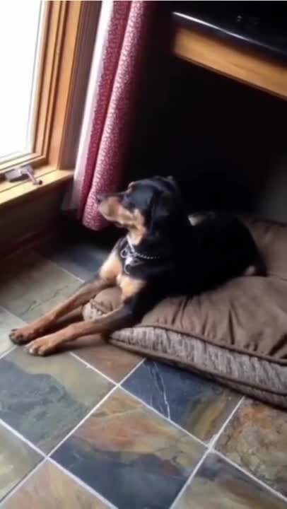 7.You want some Big Booty Bitches 😅 #shorts