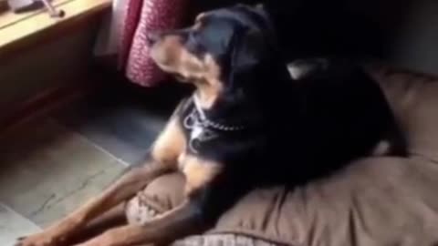 7.You want some Big Booty Bitches 😅 #shorts