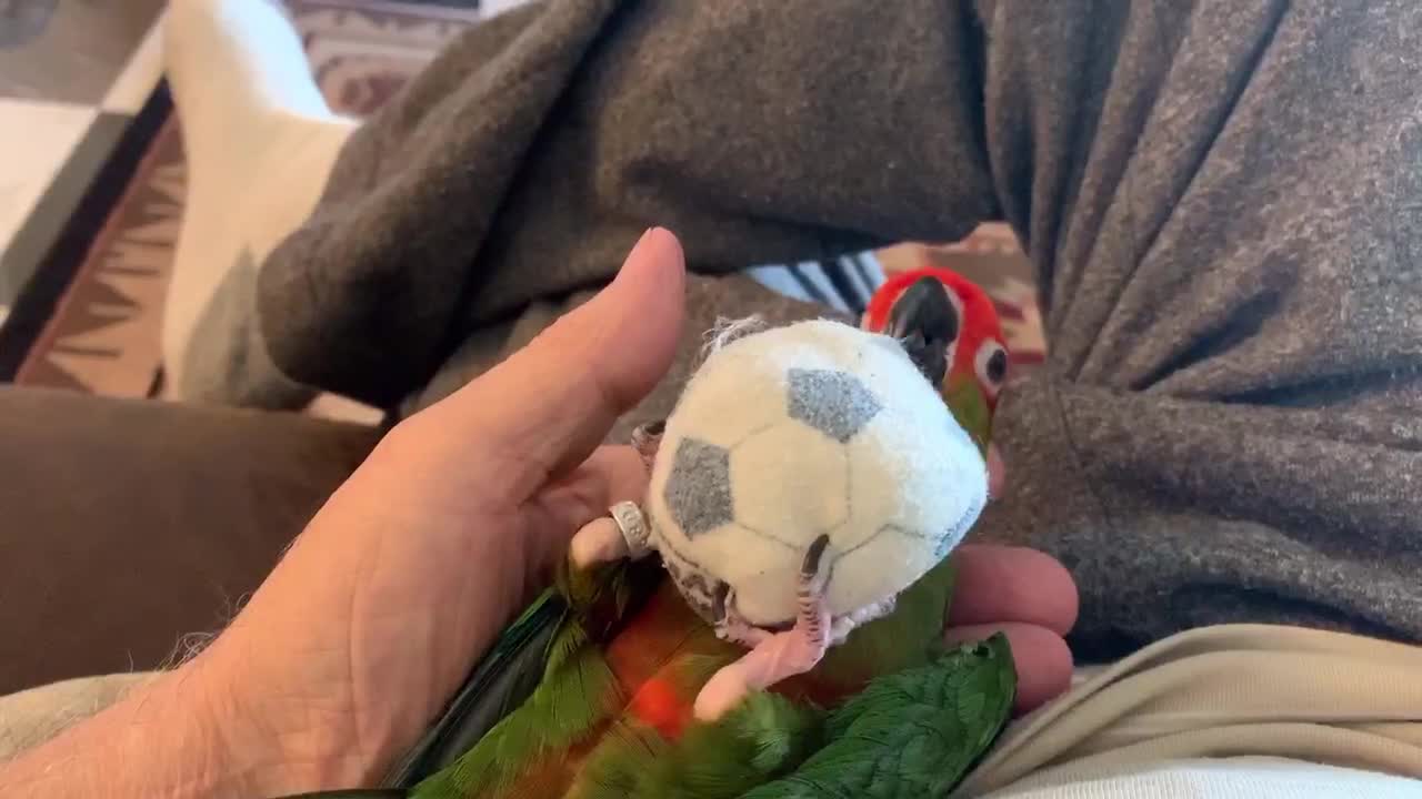 Conure plays