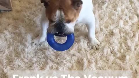 Brown white dog barks at vacuum