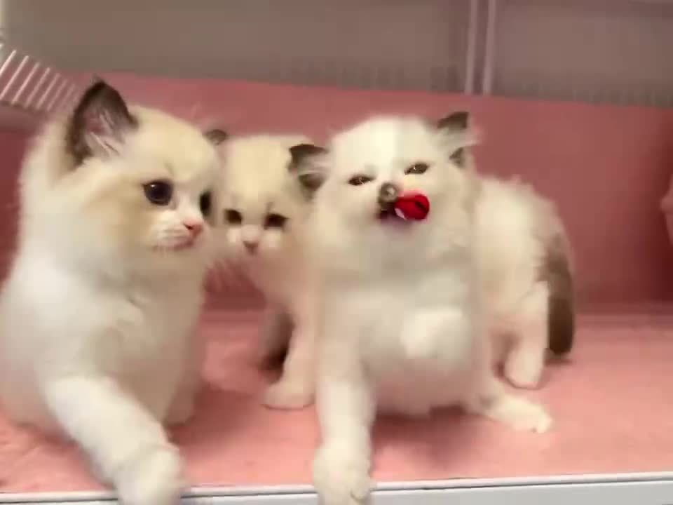 Three white cats