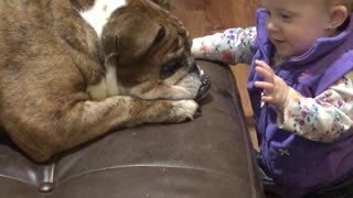 English Bulldog And Baby Share Sweet First Meeting