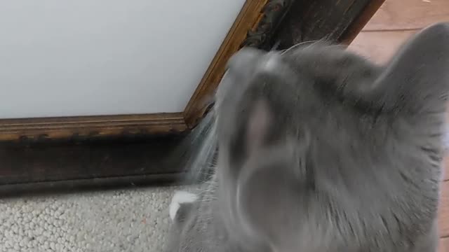 Cat Tries to Eat Realistic Ladybug Painting
