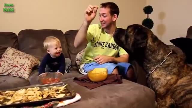 Funny Babies Laughing Hysterically at Dogs Compilation