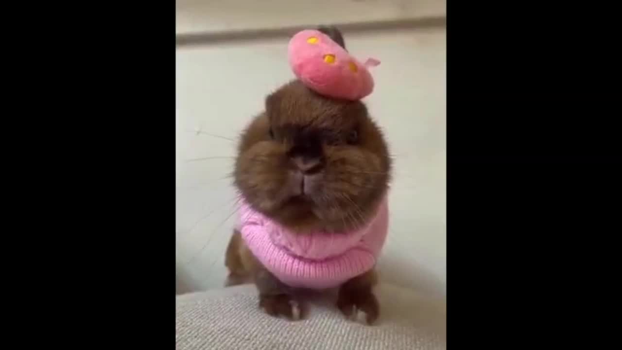 Funny Little Pet