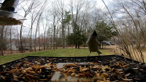 Tufted Titmouse