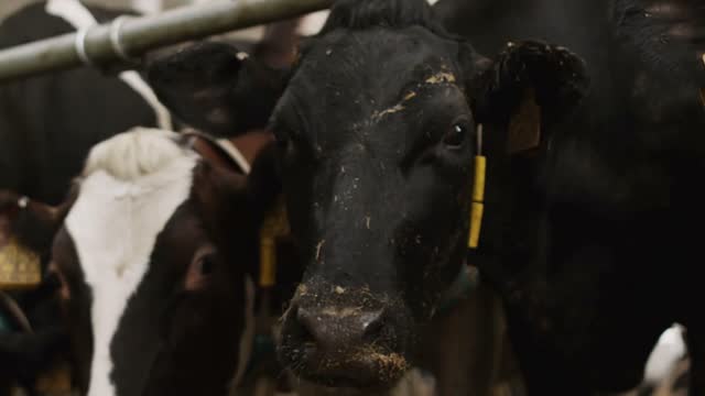 a sad cow in the barn