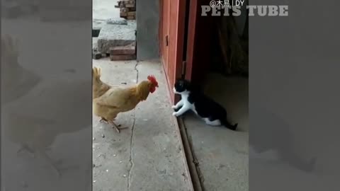 funniest animal videos tha will 100% make you laugh