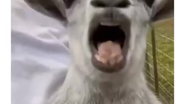 Funny animals| Wee compilation