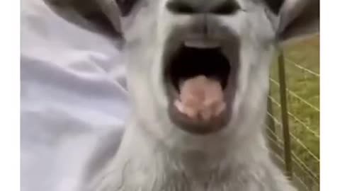Funny animals| Wee compilation