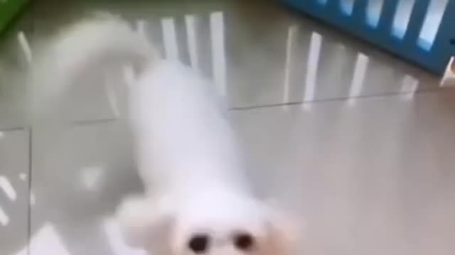 Cute and Funny Dog🐶Video Compilation #Short