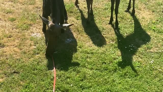 Moose Babies Play While Mom Cools Off