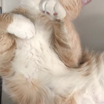 Close up of A Cream Beige Furred Cat Sleeping on Its Back Videos