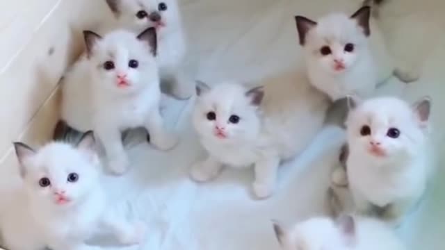 Cute Baby Cat Funny