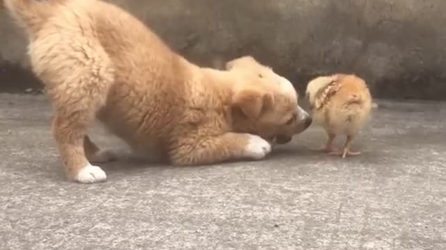 The dog catches a live chicken.