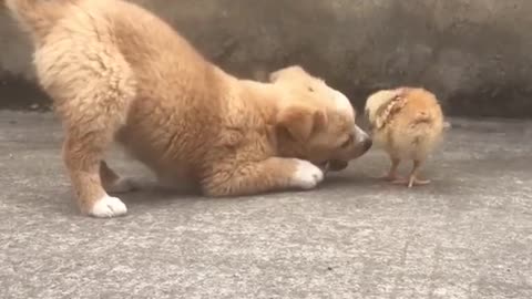 The dog catches a live chicken.