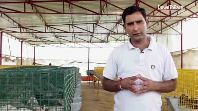 How Rabbit farming is an emerging and profitable business?