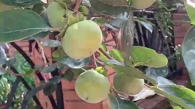 Found a persimmon tree full of persimmons