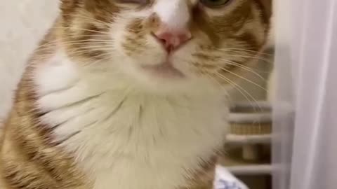 Funny Cat Video On Internet #4