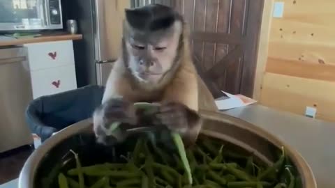 Monkey helper