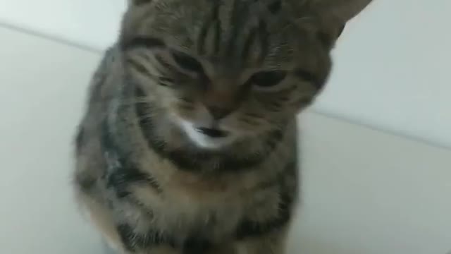 Cute kitten meowing🐱