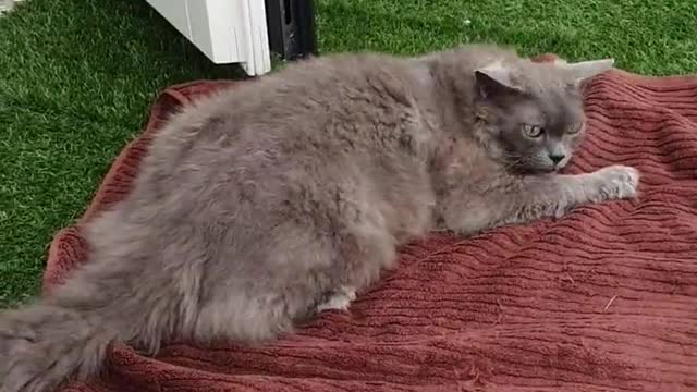 Cats are such funny little creatures?!