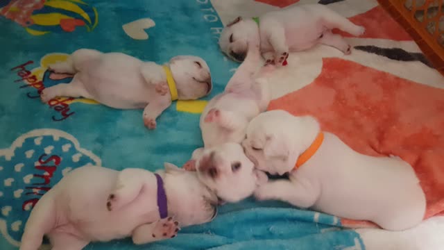 Cute Newborn puppies