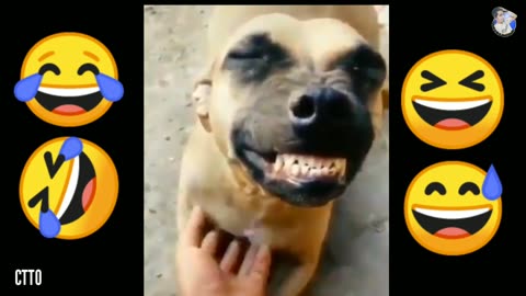 Dog funny video