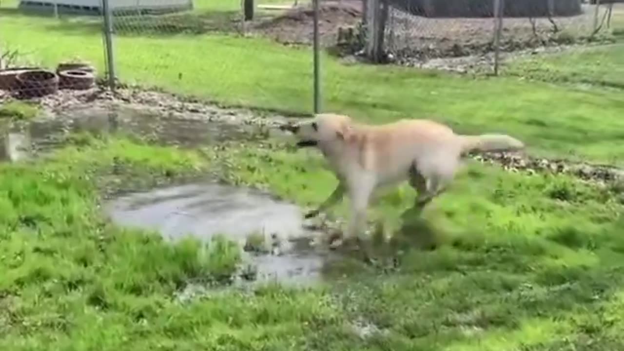 Dog Puddle Dance