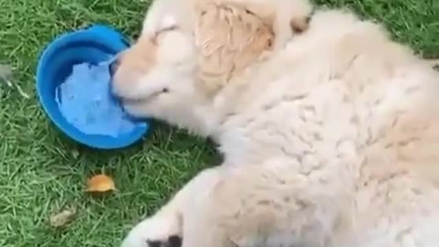 Adorable puppy sleeping and drinking water from his bowl