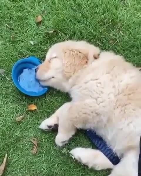 Adorable puppy sleeping and drinking water from his bowl