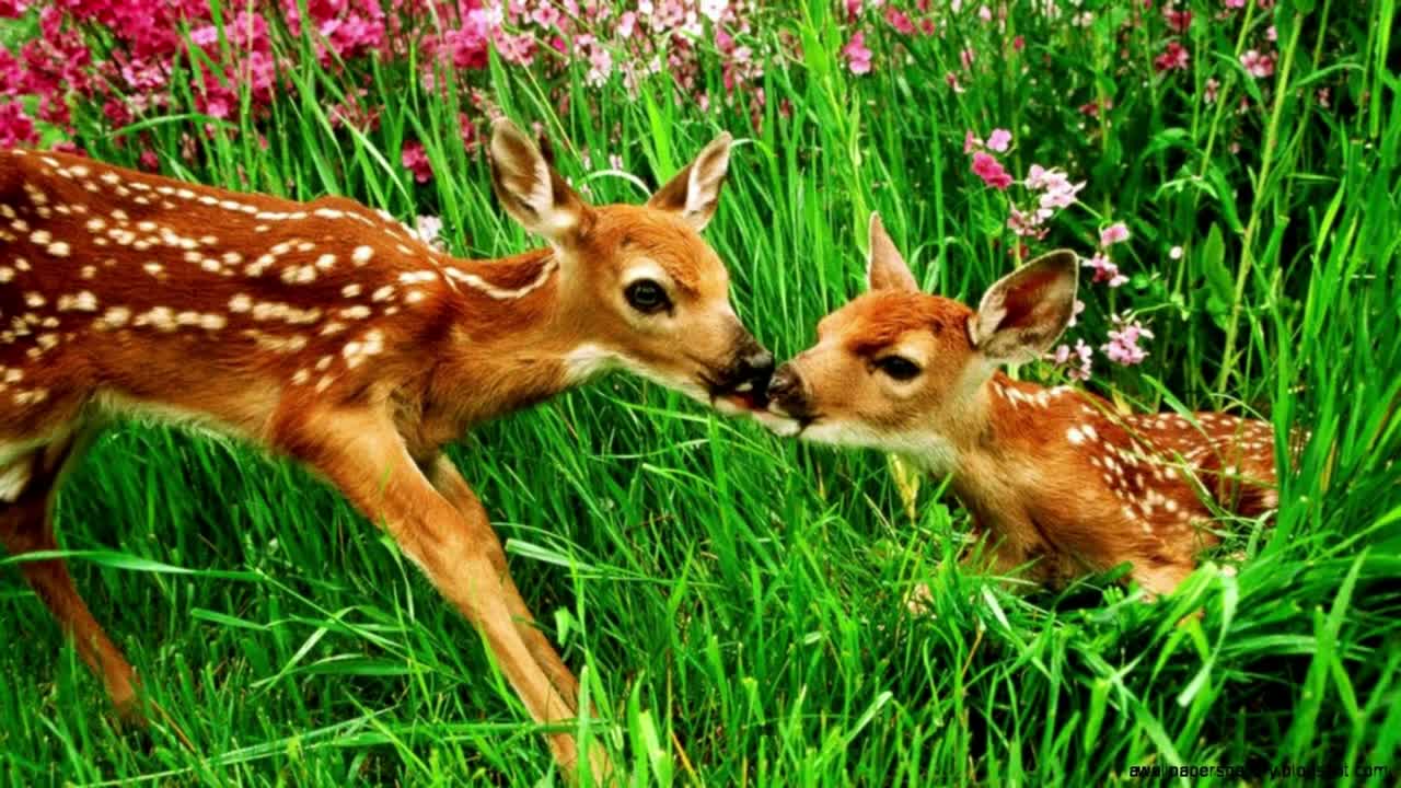 cute deer pictures