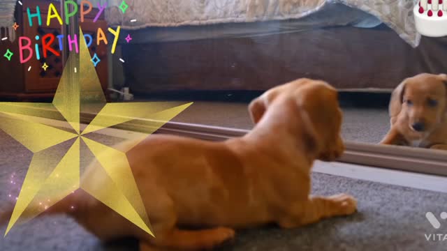 Happy birthday WhatsApp status vedio Dog funny Video