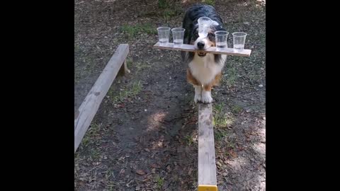 Dog balance water bottle really amazing