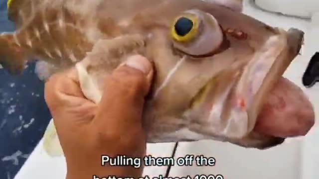 Fisherman Caught A Fish That Looks Like A Pokémon!