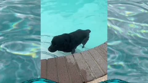 Dog Injoy Swimming in the pool Love It