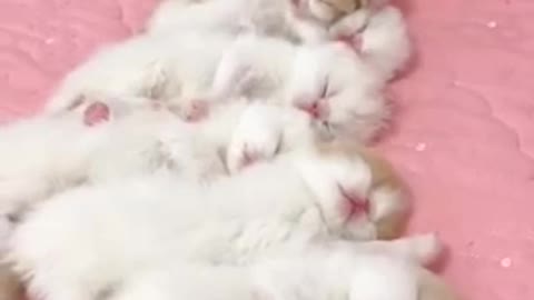 Amazing and cute white kittens 😽😽😸😸