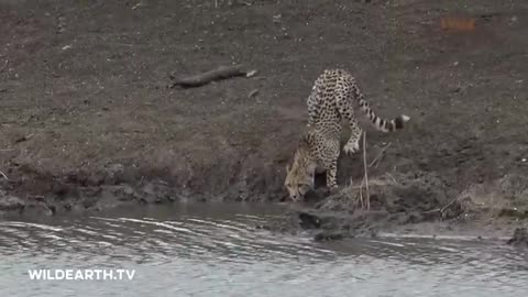 Crocodile vs Cheetah
