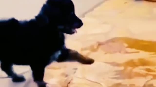 Pet Video Song Compilation Had a bad day