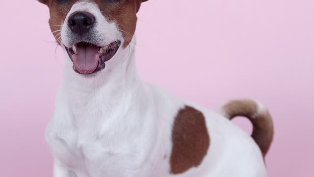 le chien beau